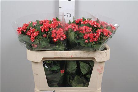 <h4>Bou Du Coral</h4>