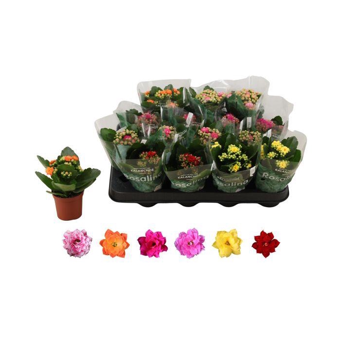 <h4>Kal Ge Ro Gem 6 Kl</h4>