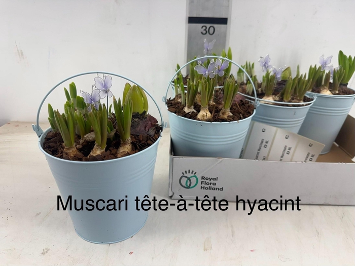 <h4>ARR BOL KNOLGEWAS</h4>