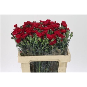 Di Te Solomio Solandis Passionfly