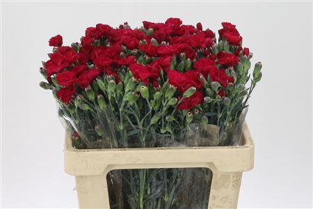 <h4>Di Te Solomio Solandis Passionfly</h4>