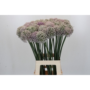 Allium Kenton