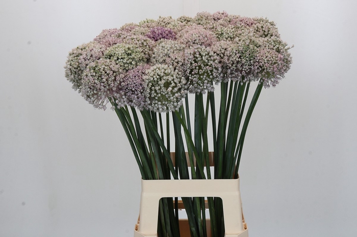<h4>Allium Kenton</h4>