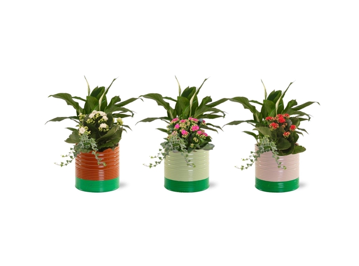 <h4>Collectie 'Natural Bubble' - Arrangement in Zink Nola</h4>