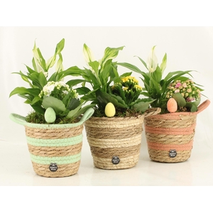 70985: Easter arrangement