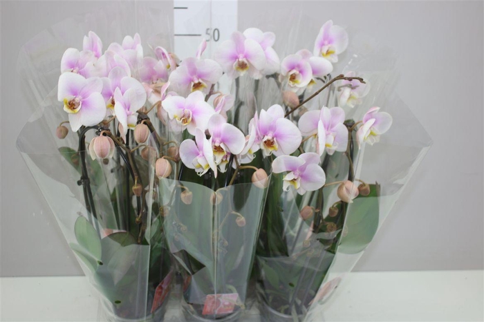<h4>Phal Cascade Lichtroze 2 Tak</h4>