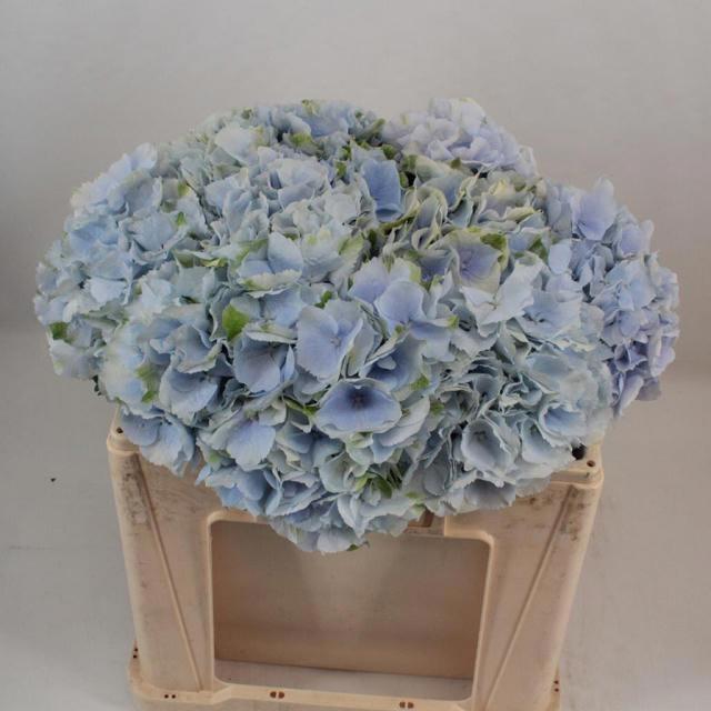 <h4>HYDR M CH VERENA BL</h4>