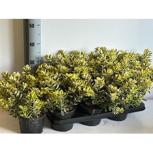 HEBE AND VARIEGATA