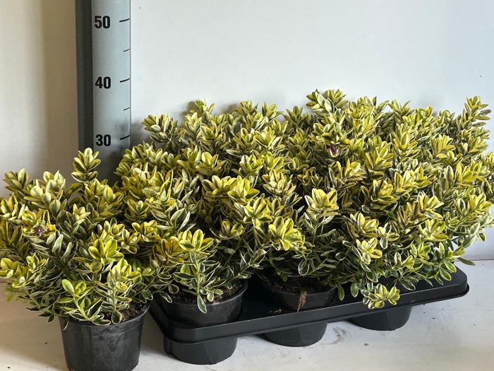 <h4>HEBE AND VARIEGATA</h4>