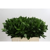 Ruscus Hypophyllum
