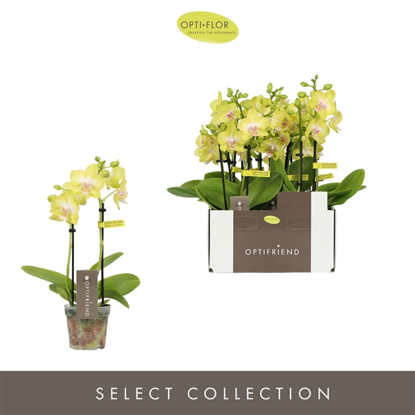 <h4>Phalaenopsis Multifloratypes overig geel</h4>