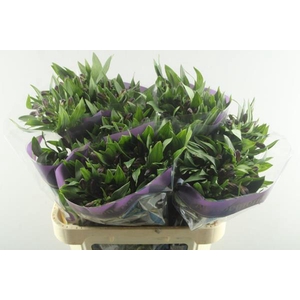 Alstr Rumba (rood)xx