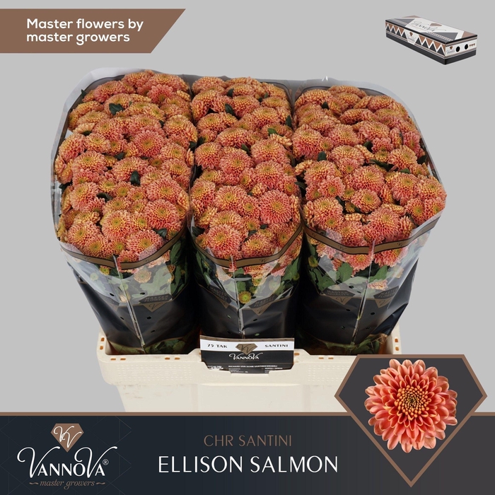 <h4>Chr S Ellison Salmon</h4>