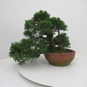 Juniperus chinensis, 20 cm., height 32 cm. (single item)
