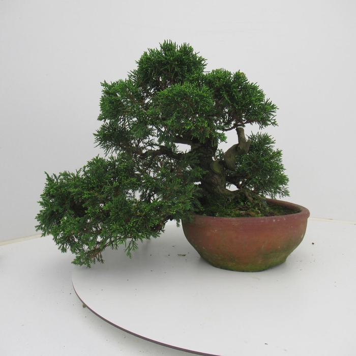 <h4>Juniperus chinensis, 20 cm., height 32 cm. (single item)</h4>