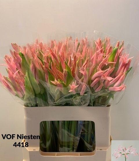 <h4>NE BO VESTA K</h4>