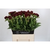 Paeonia Old Faithful