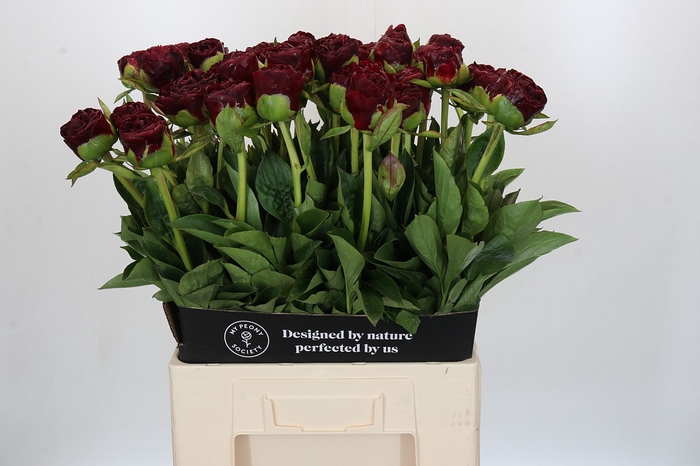 Paeonia Old Faithful
