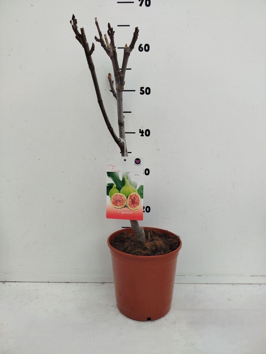 <h4>Ficus carica</h4>