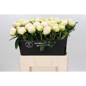 Paeonia brother chuck