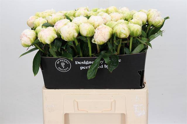 <h4>Paeonia brother chuck</h4>