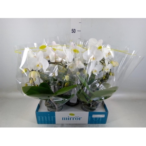 Phalaenopsis   ...white
