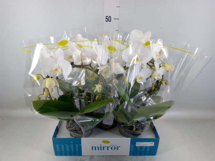 <h4>Phalaenopsis ...white</h4>