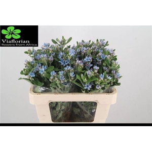 OXY CO TAN PURE BLU