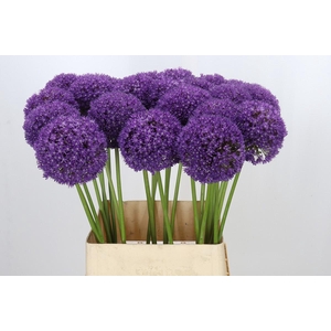 Allium Ambassador