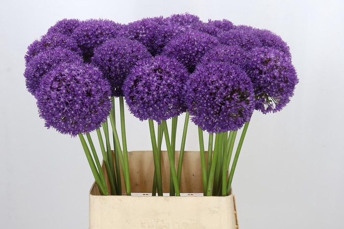 <h4>Allium Ambassador</h4>