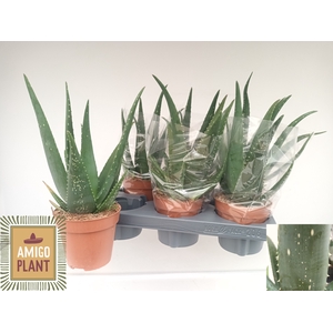 ALOE EQUATOR