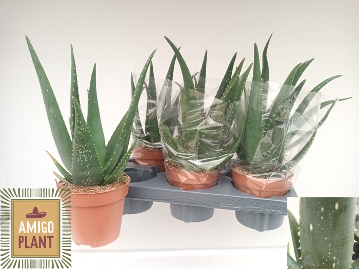 <h4>ALOE EQUATOR</h4>
