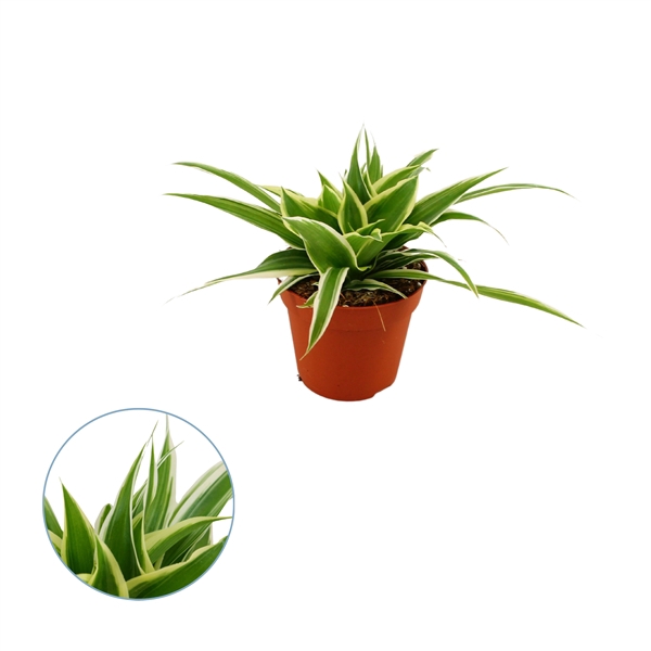 <h4>Chlorophytum ocean 8,5cm</h4>