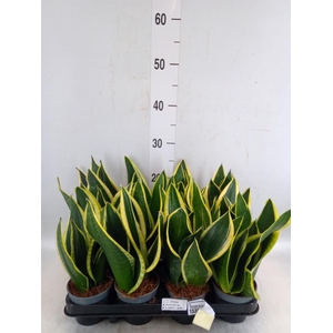 Sansevieria trifa. 'Black Gold'
