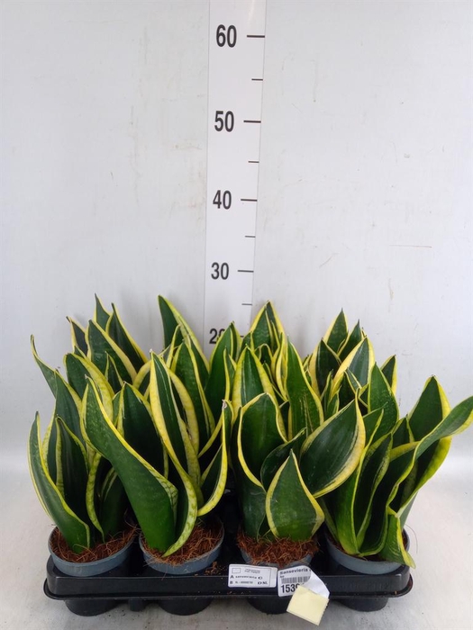<h4>Sansevieria trifa. 'Black Gold'</h4>