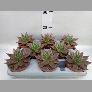 Echeveria   ...
