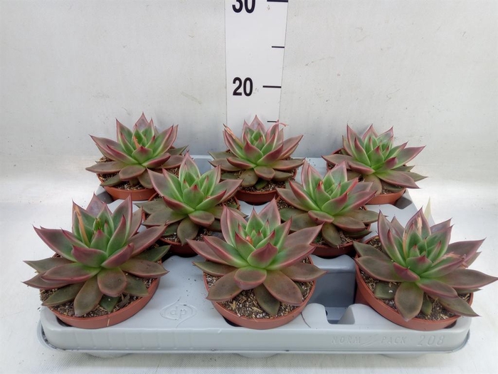 <h4>Echeveria   ...</h4>