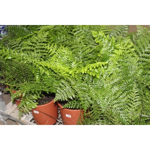 ASPLENIUM PARVATI P24