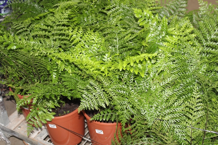 <h4>ASPLENIUM PARVATI P24</h4>