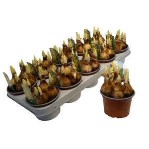 Narcissus Grootkronige Grp 'Carlton'