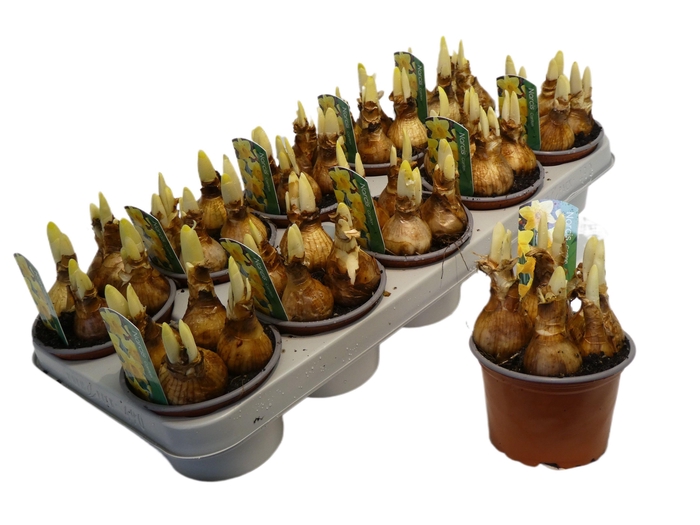 <h4>Narcissus Grootkronige Grp 'Carlton'</h4>