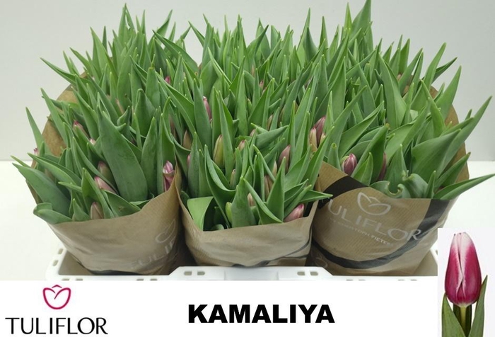 <h4>TU EN KAMALIYA</h4>
