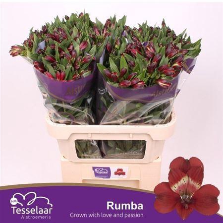 <h4>Alstr Rumba</h4>