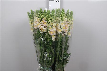 <h4>Antir It. Apricot</h4>