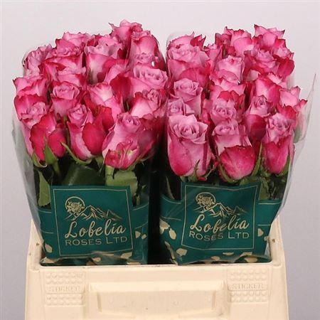 <h4>R Gr Deep Purple</h4>