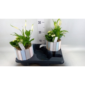 Arr.    Planten  L%
