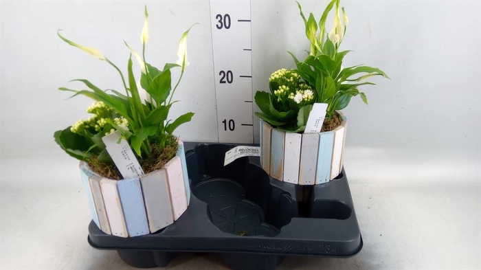 <h4>Arr.    Planten  L%</h4>