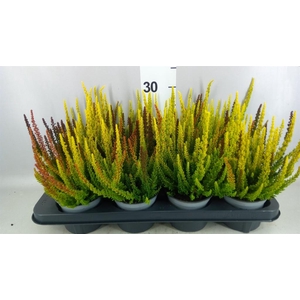 Calluna vulg. 'Skyline'   ...mix 3