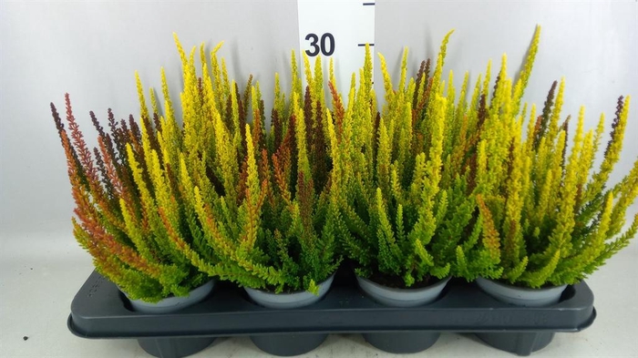 <h4>Calluna vulg. 'Skyline'   ...mix 3</h4>