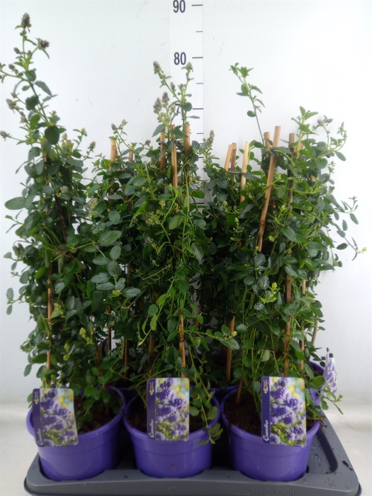 <h4>Ceanothus thyrsiflorus var. repens</h4>